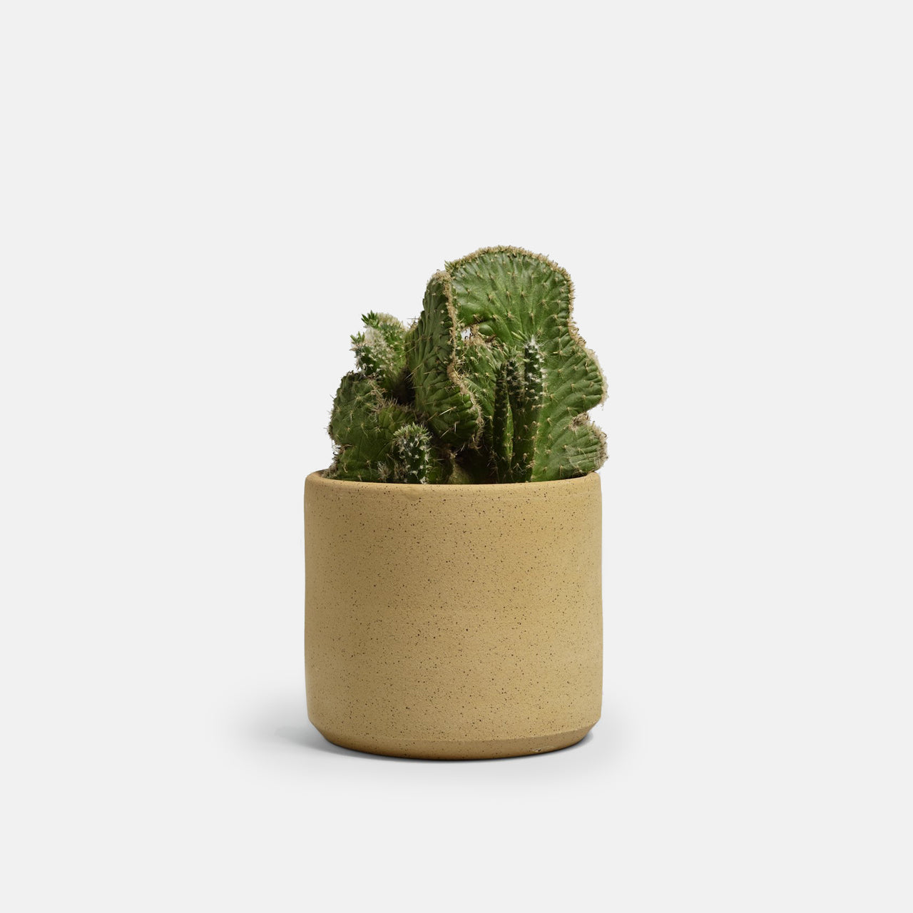 7" Raw Planter